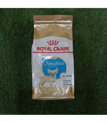 BHN CHIHUAHUA PUPPY 1.5KG