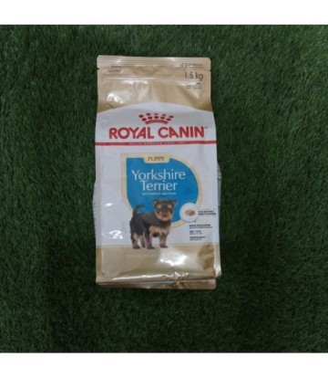 BHN YORKSHIRE TERRIER PUPPY 1.5KG